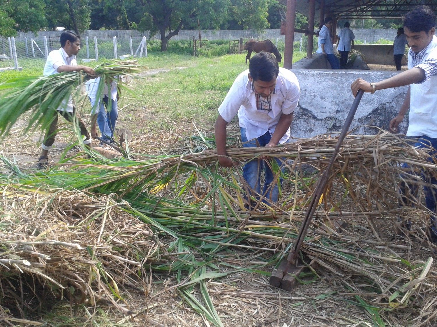 Students Chaffing Harvested Fodder